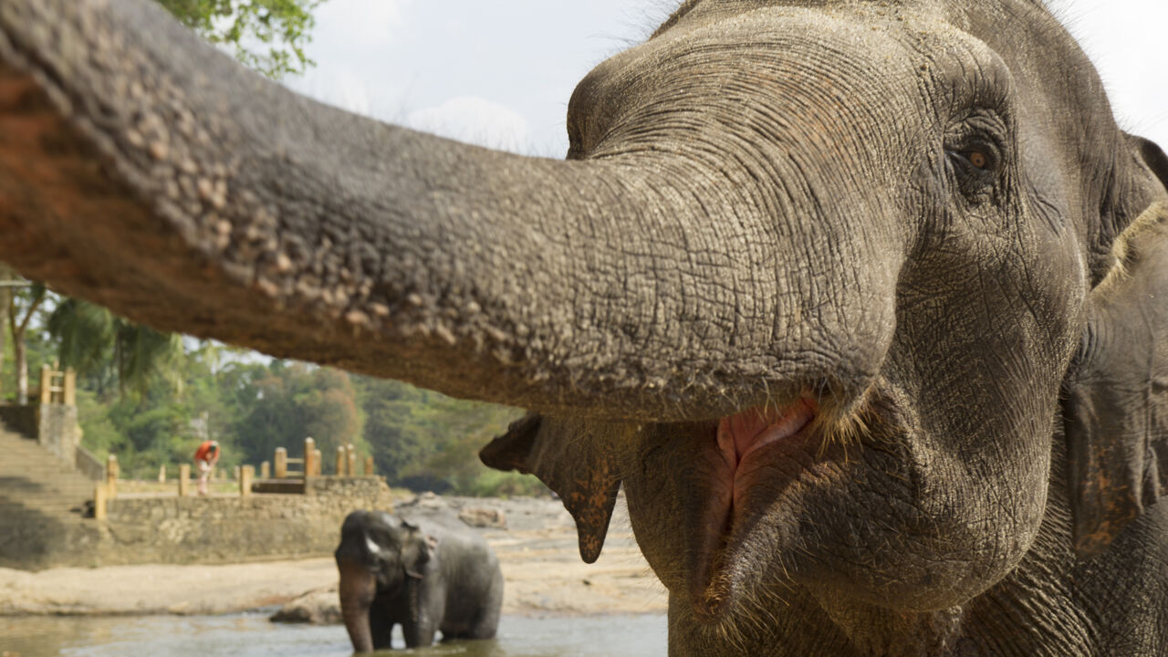 Elefanten in Sri Lanka, Nahaufnahme 