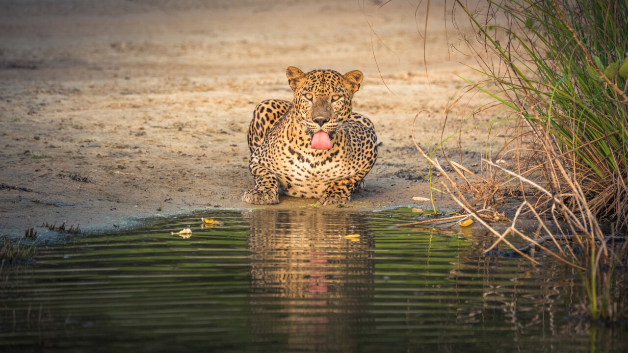 Sri Lanka Nationalpark, Leopard am Wasser