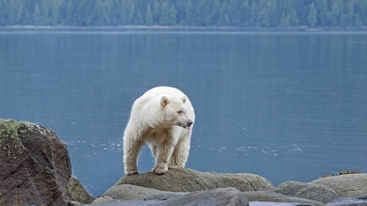 Geisterbär im Great Bear Rainforest in Kanada