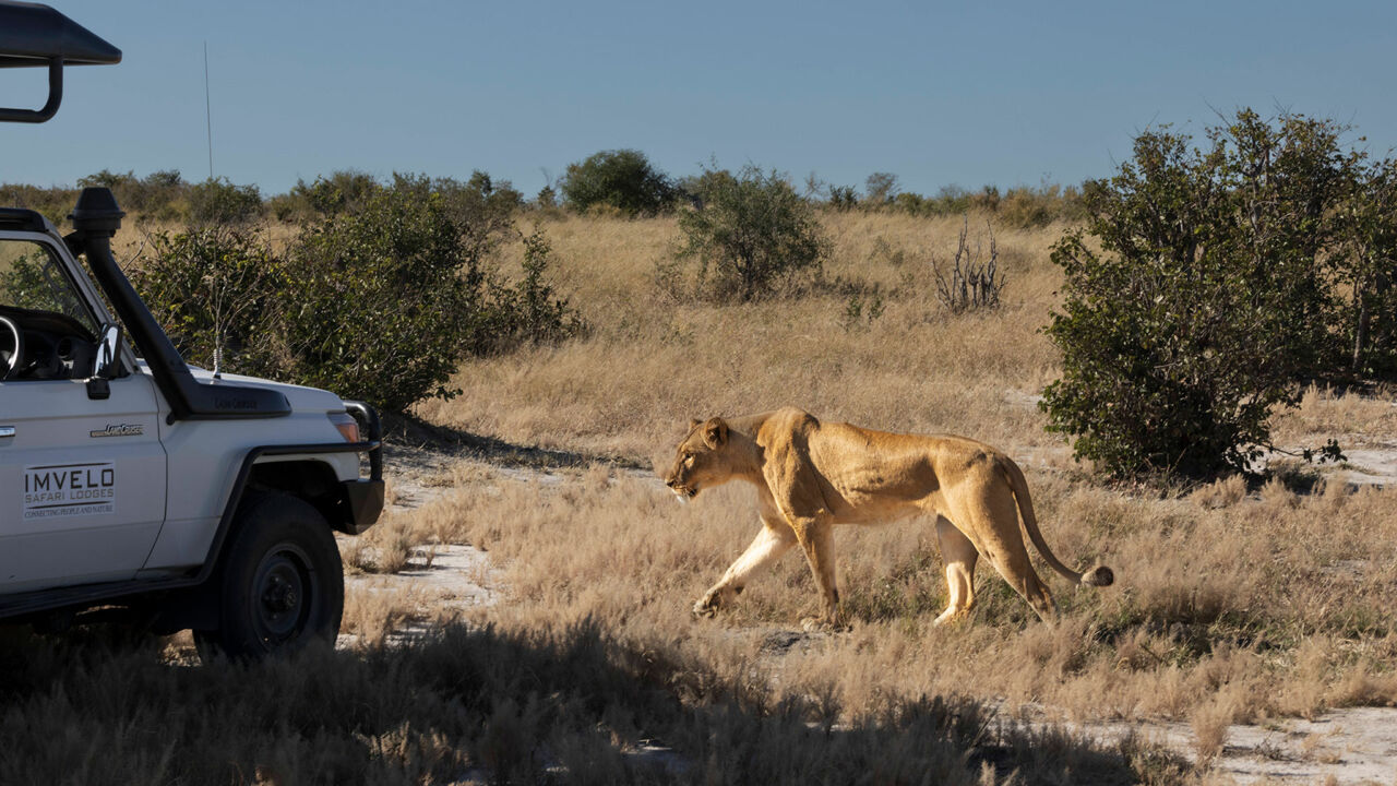 Jeep und Löwin im Hwange-Nationalpark