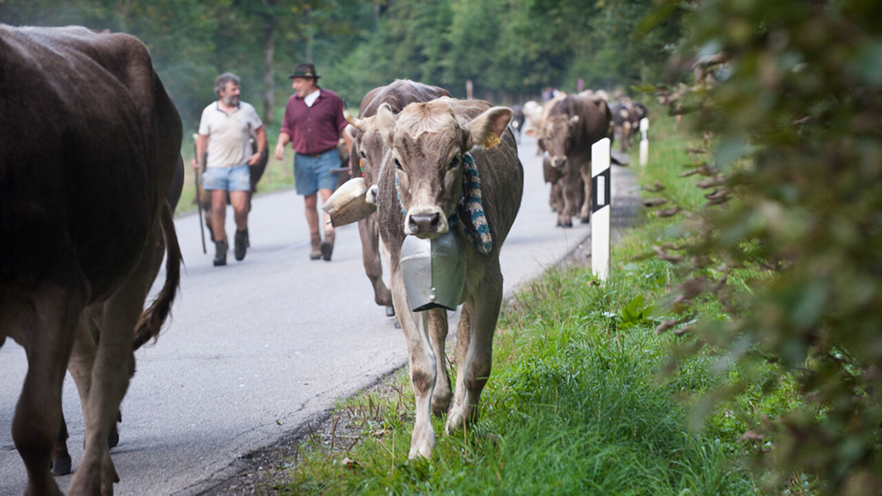 Kuh beim Viehscheid im Allgäu