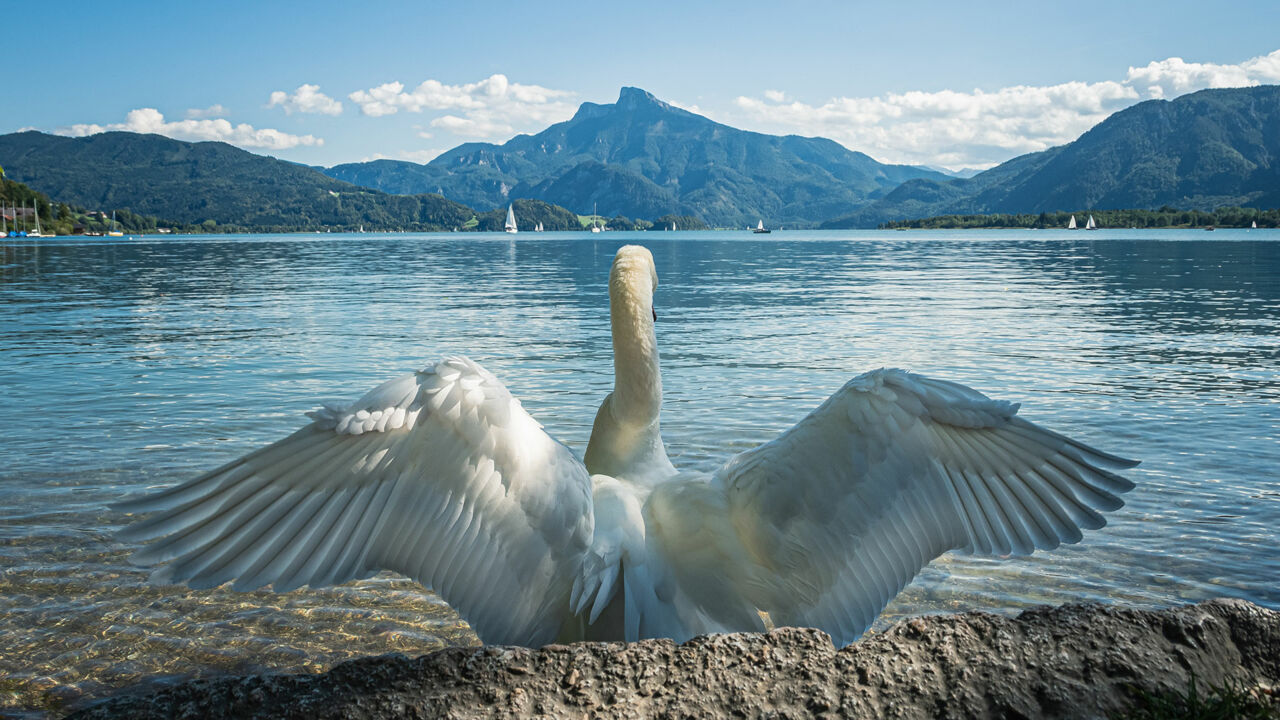 Schwan am Mondsee in Österreich