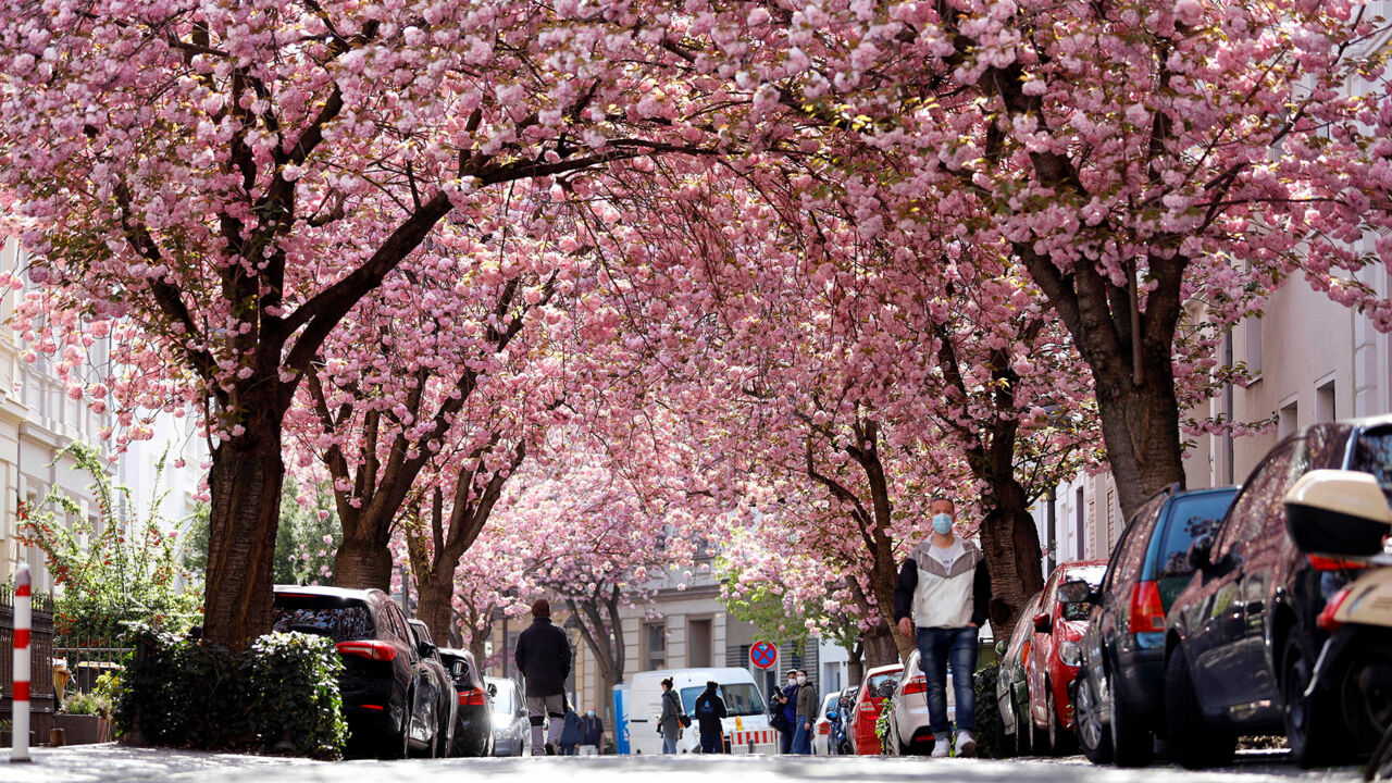 Heerstraße in Bonn zur Kirschblüte