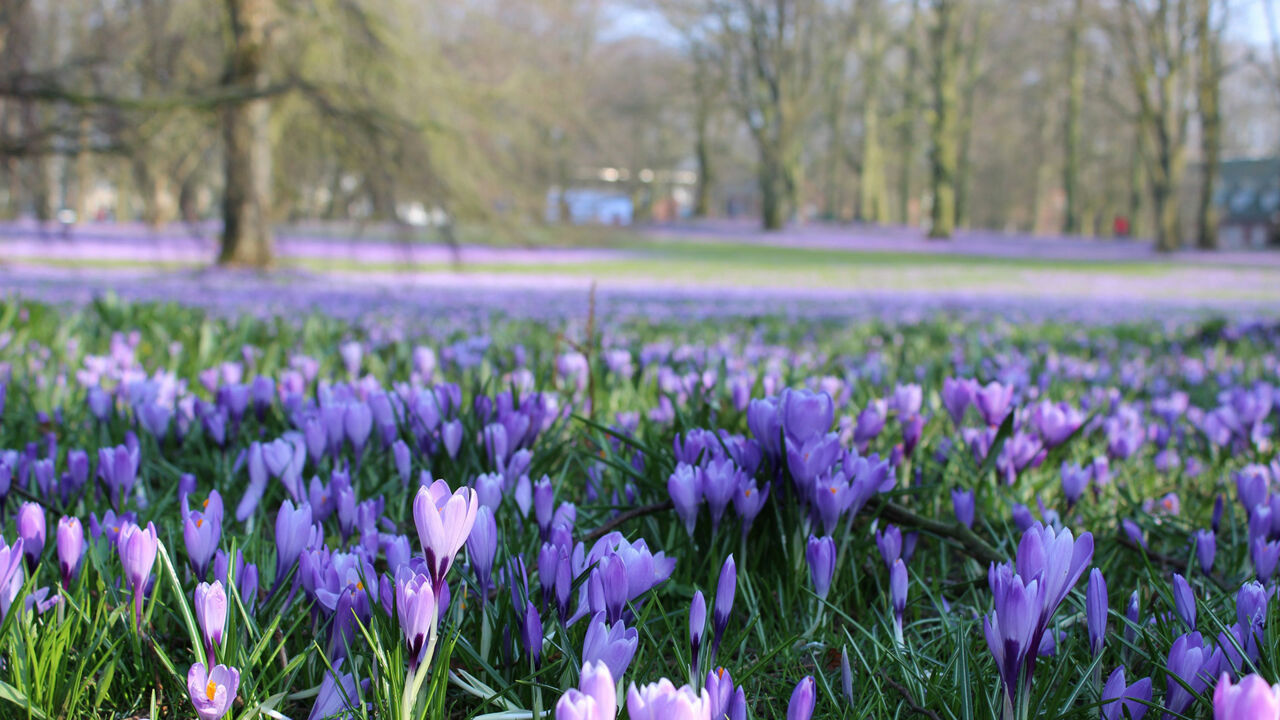 Blick auf lila blühende Krokusse im Husumer Schlosspark