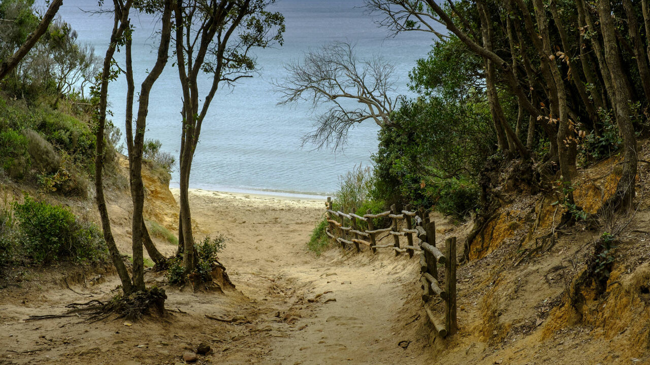 Waldabschnitt, Weg zum Strand, Pineta del Tombolo