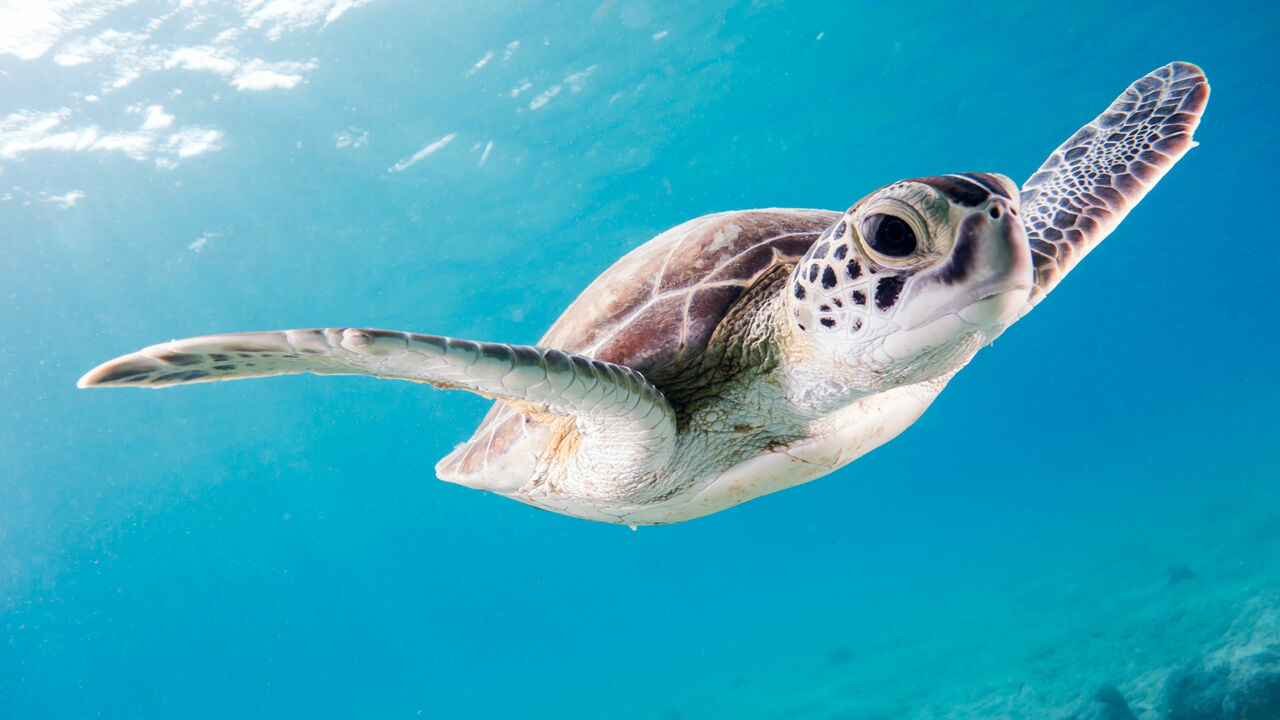 Meeresschildkröte in Bonaires Unterwasserwelt