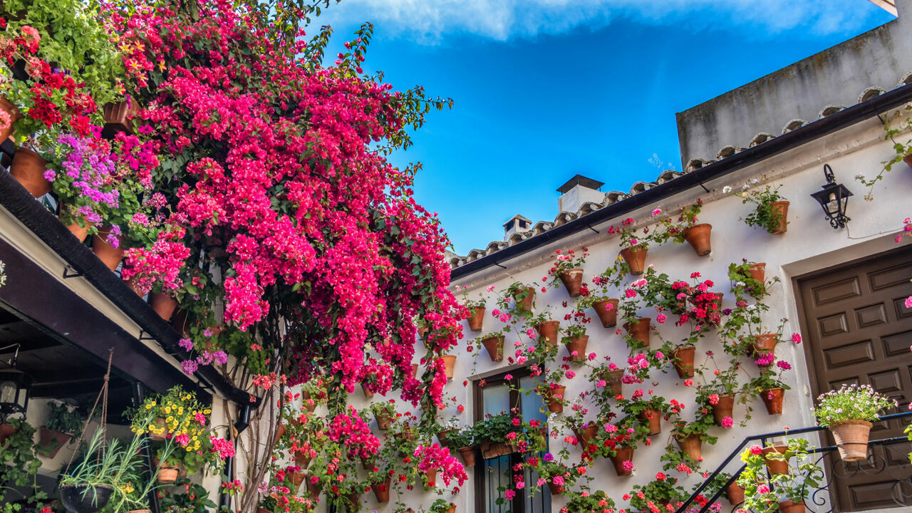 Bougainvillea und Geranien in einer Patio in Córdoba