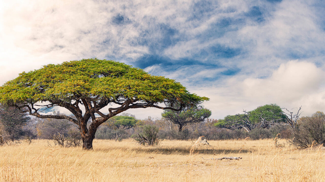 Landschaft im Hwange-Nationalpark in Simbabwe