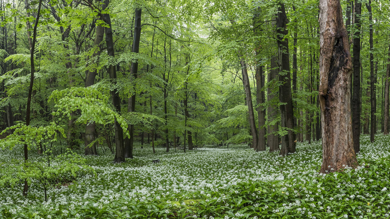 Dichter Wald im Naturpark Elm-Lappwald