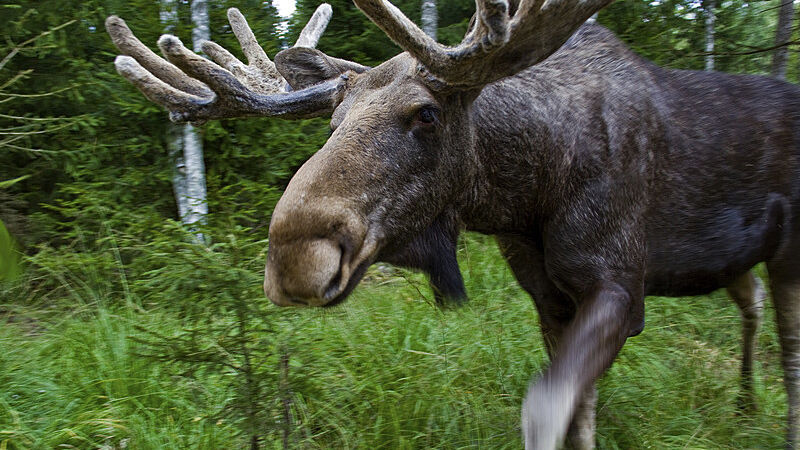 Ein Elch läuft durch die schwedischen Wälder