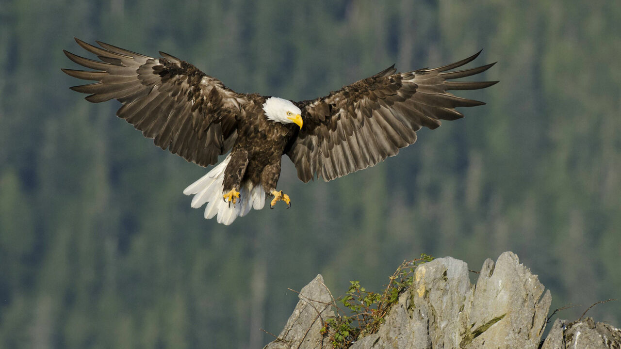 Kanadischer Weißkopfseeadler beim Landeanflug