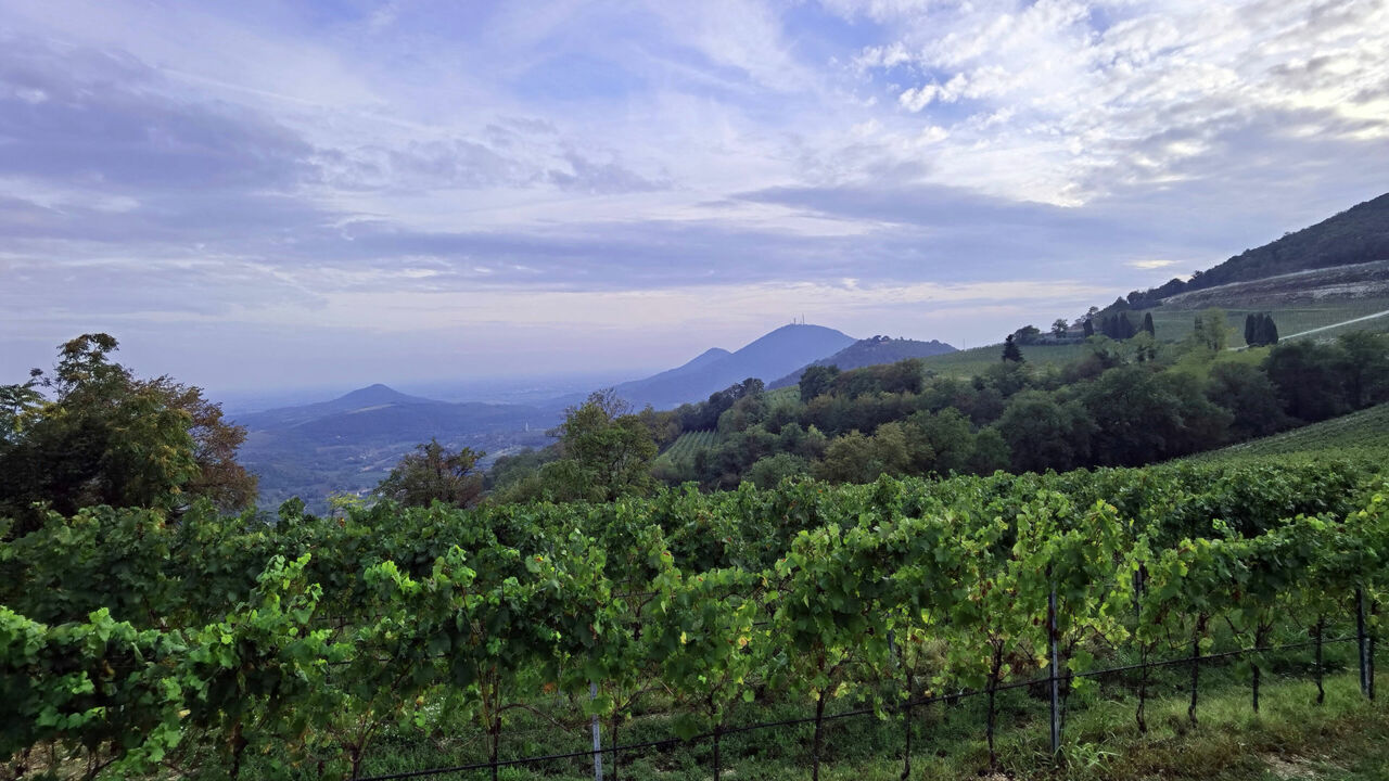 Euganeische Hügel bei Arquà Petrarca, Weinberg