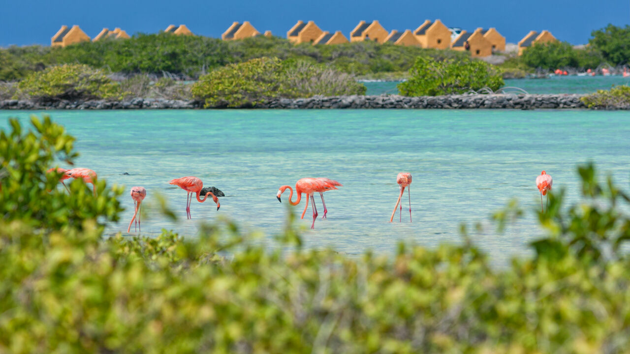 Flamingos auf Bonaire