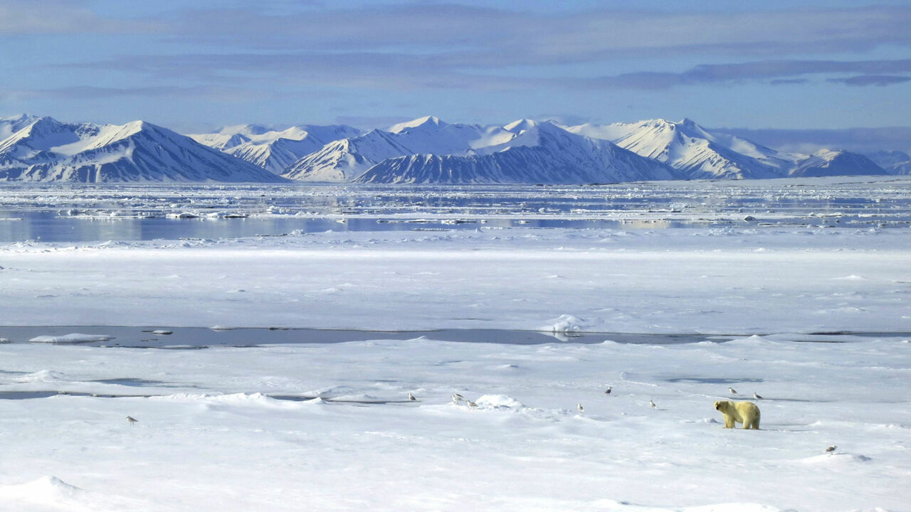 Ein Eisbär läuft über die verschneite Weiten von Spitzbergen