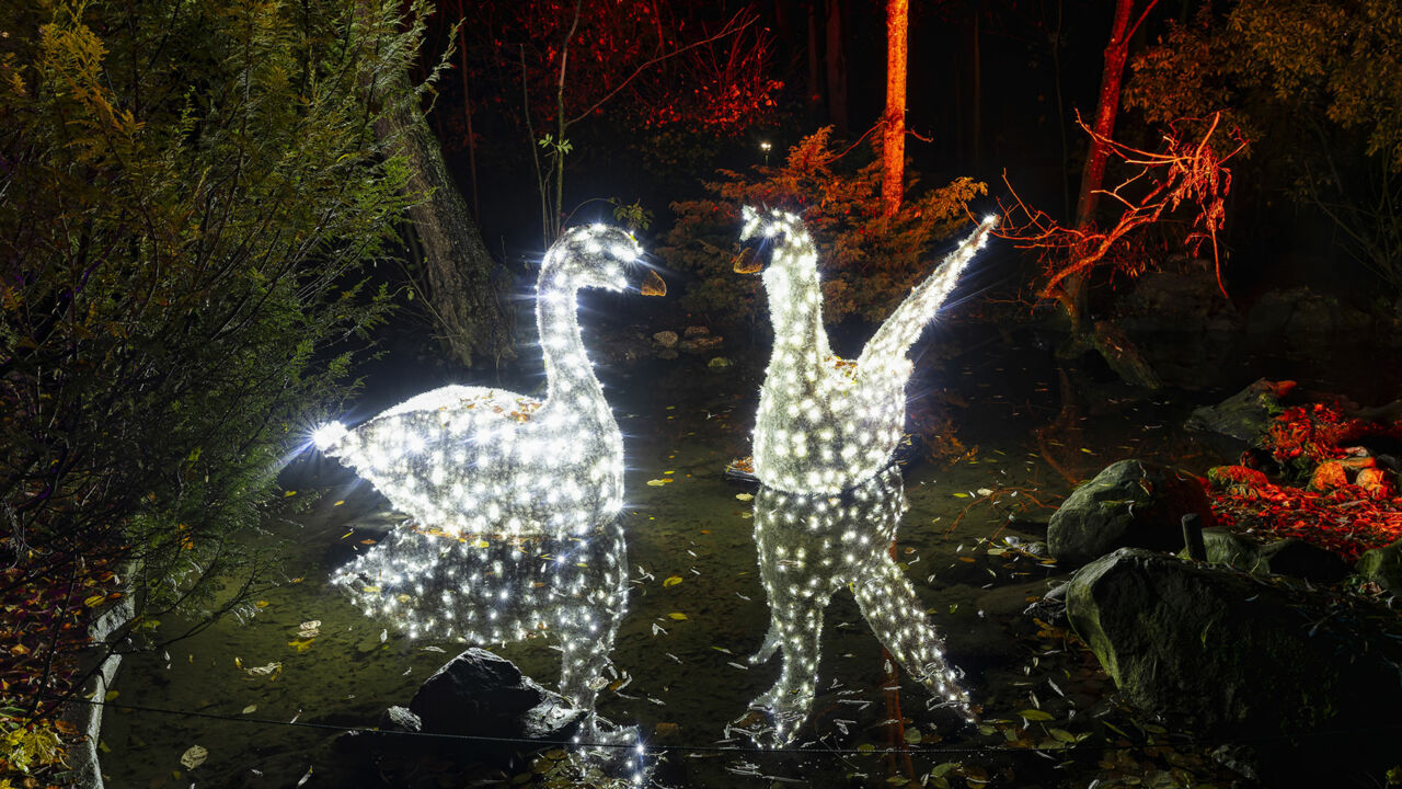 Zwei illuminierte Schwäne im Christmas Garden Augsburg