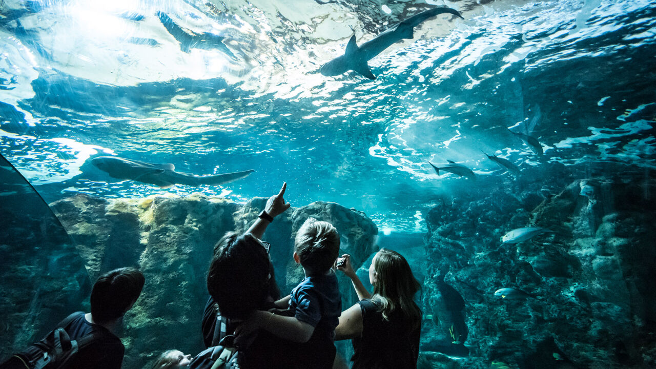 Aquarium im „Park Océanopolis“ in Brest