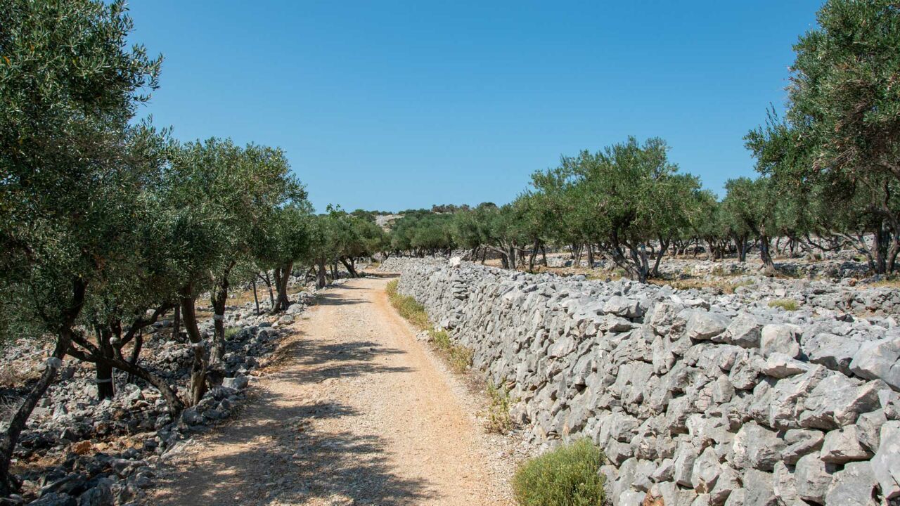 Olivenbäume auf Cres, Kroatien