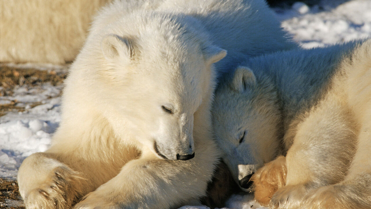 Kleine Eisbären, die kuscheln, Hudson Bay in Kanada