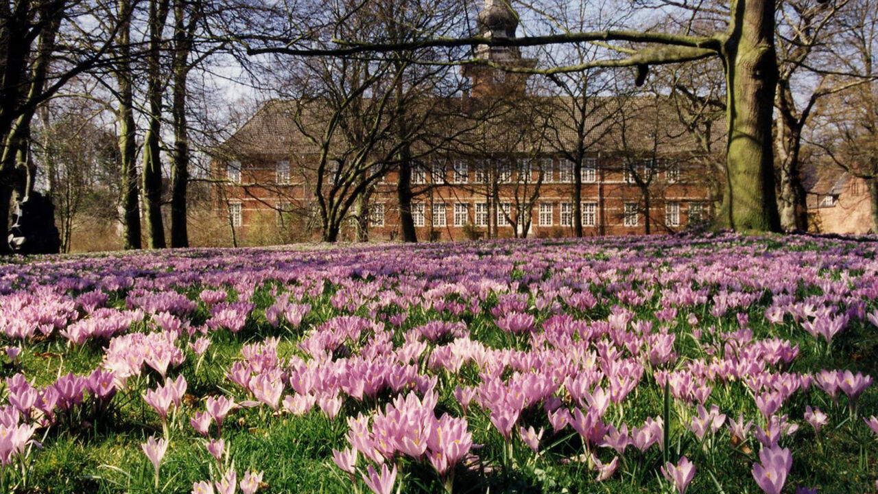 Krokusse blühen vor dem Husumer Schloss