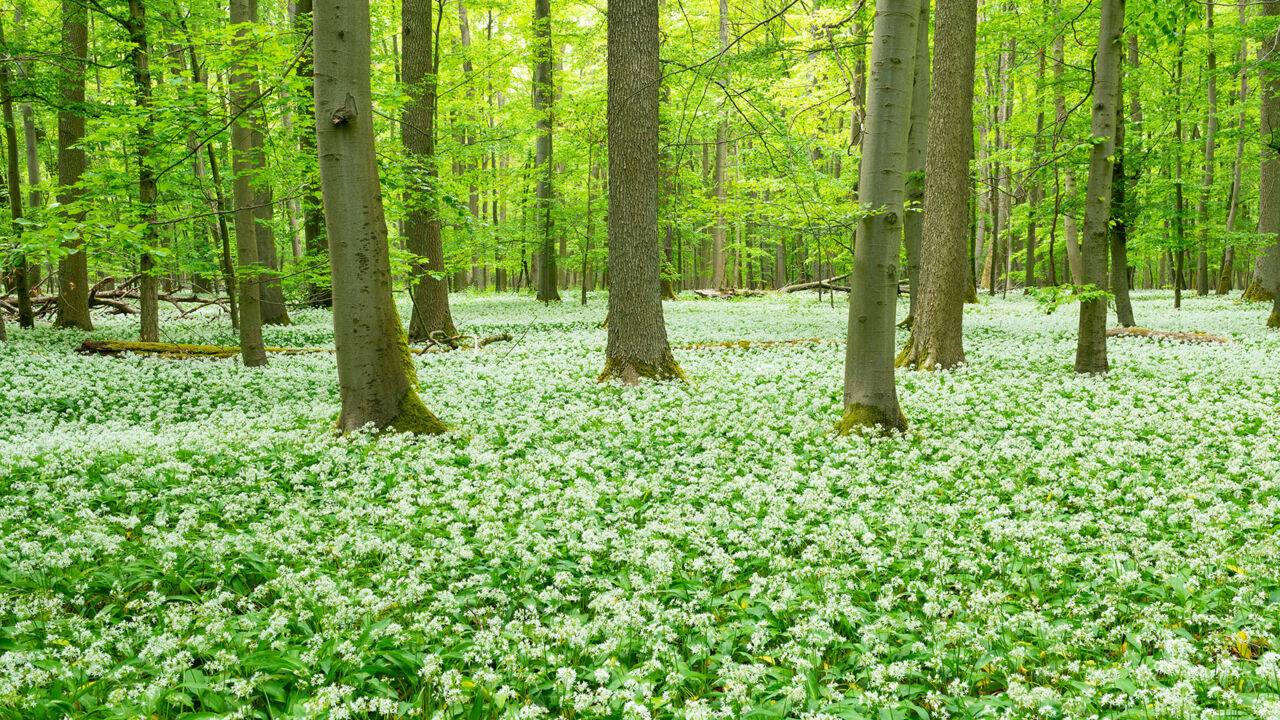 Blühender Bärlauch im Nationalpark Hainich, Thüringen