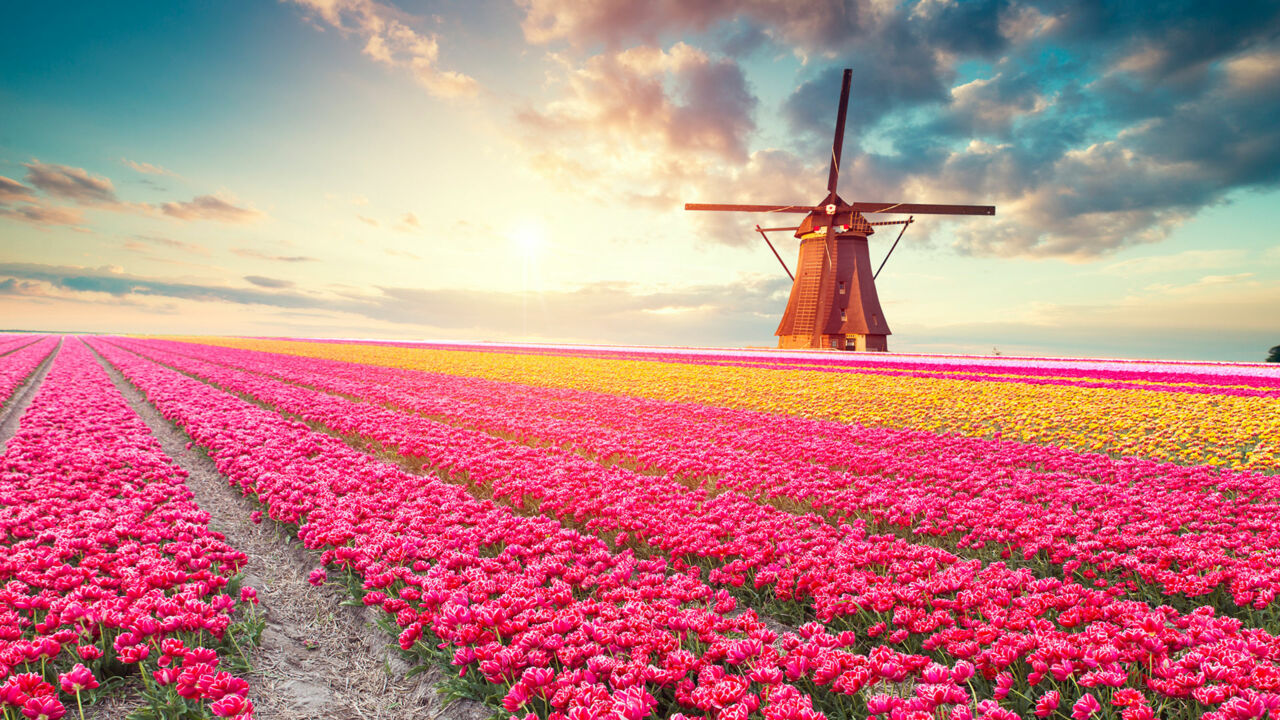 Windmühle auf einem Tulpenfeld in Holland