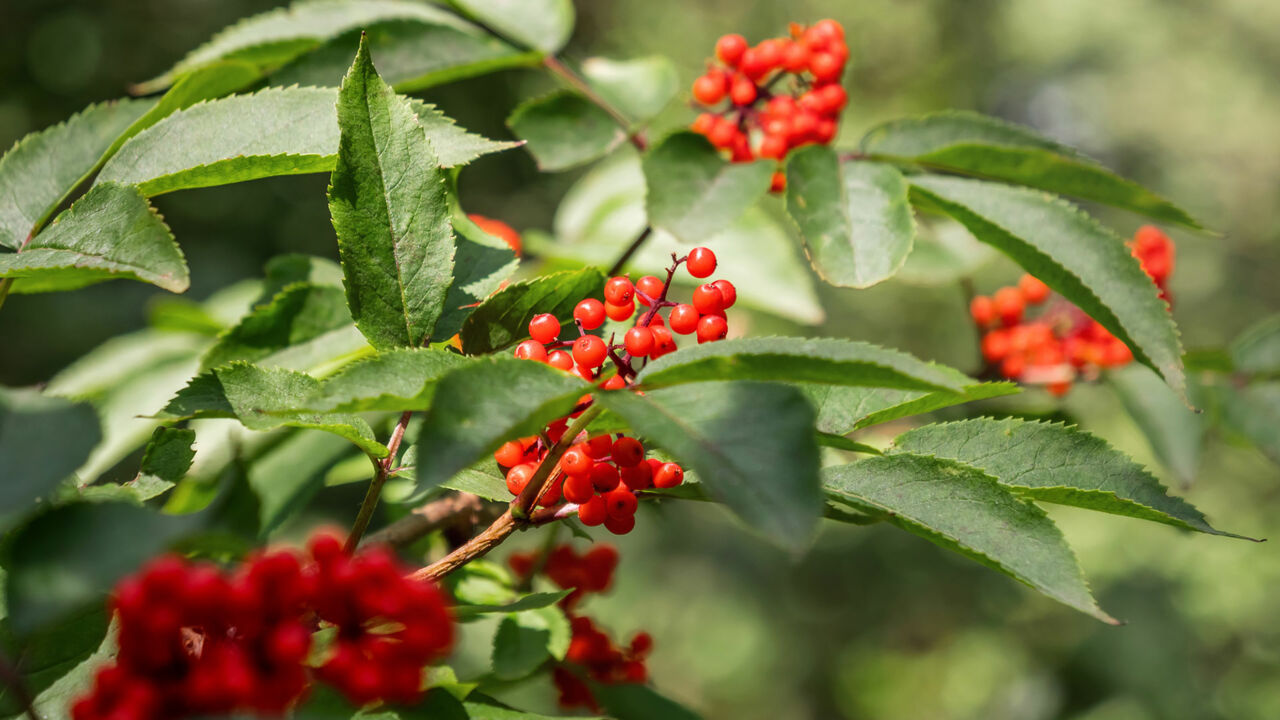 Maulbeeren im Hofgarten der Festung Königstein