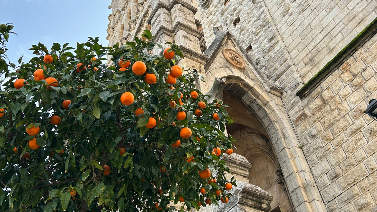 Orangen in Sóller, Kirche Sant Bartomeu im Hintergrund
