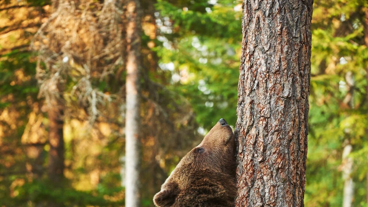 Ein Braunbär kratzt sich an einem Baumstamm