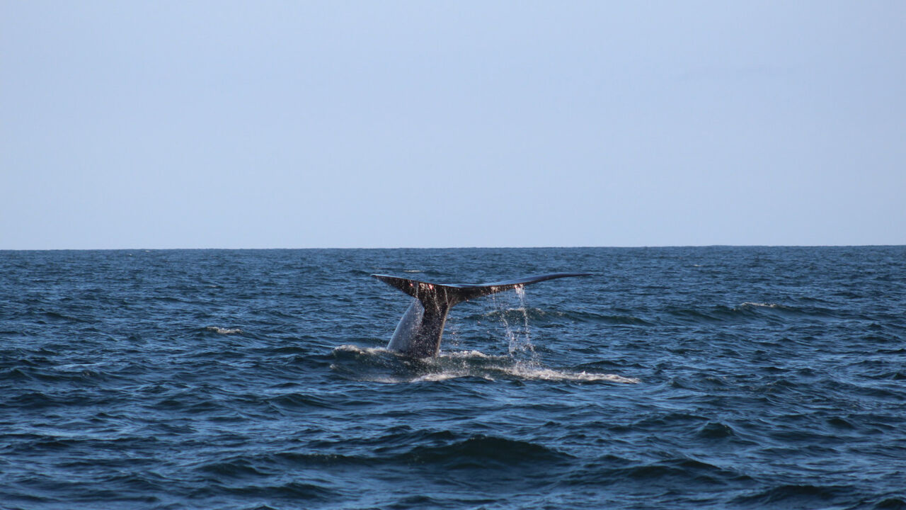 Kalifornien Whalewatching