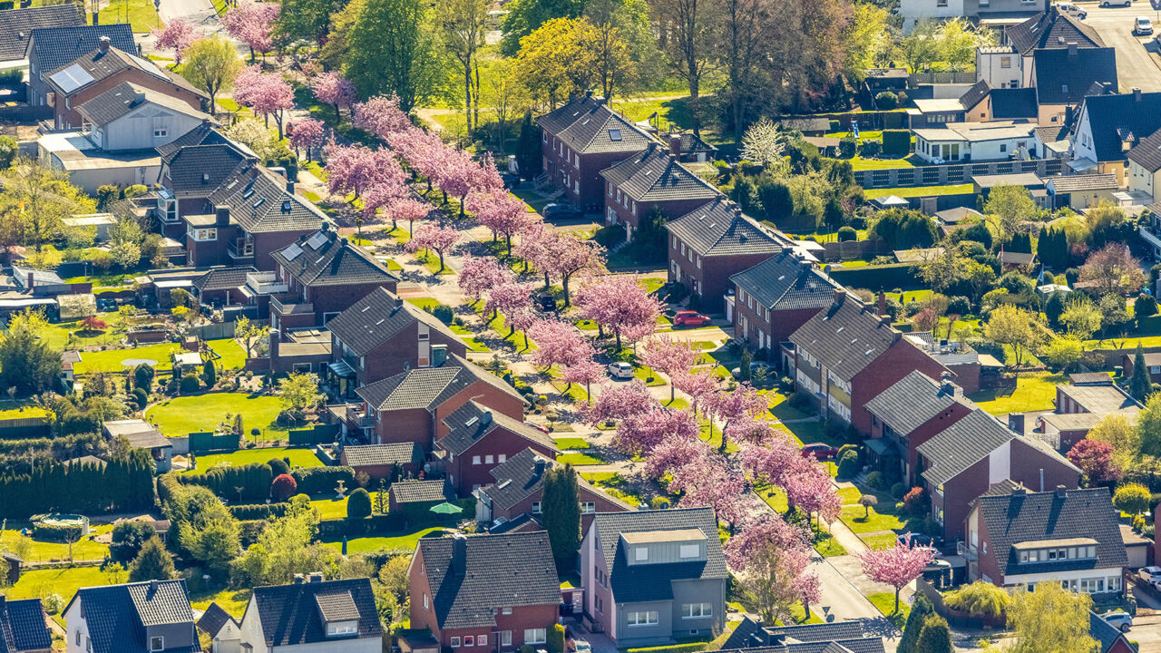 Kirschblüte in Hamm, NRW