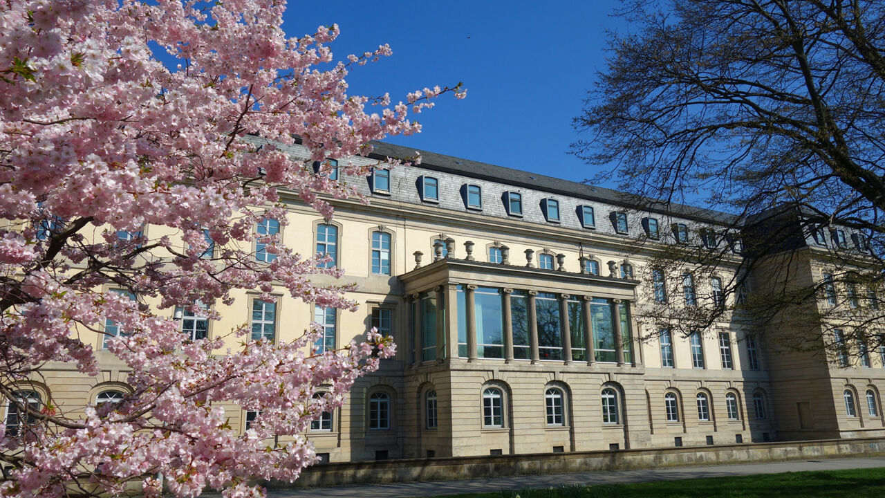 Kirschen blühen vor dem Leineschloss in Hannover