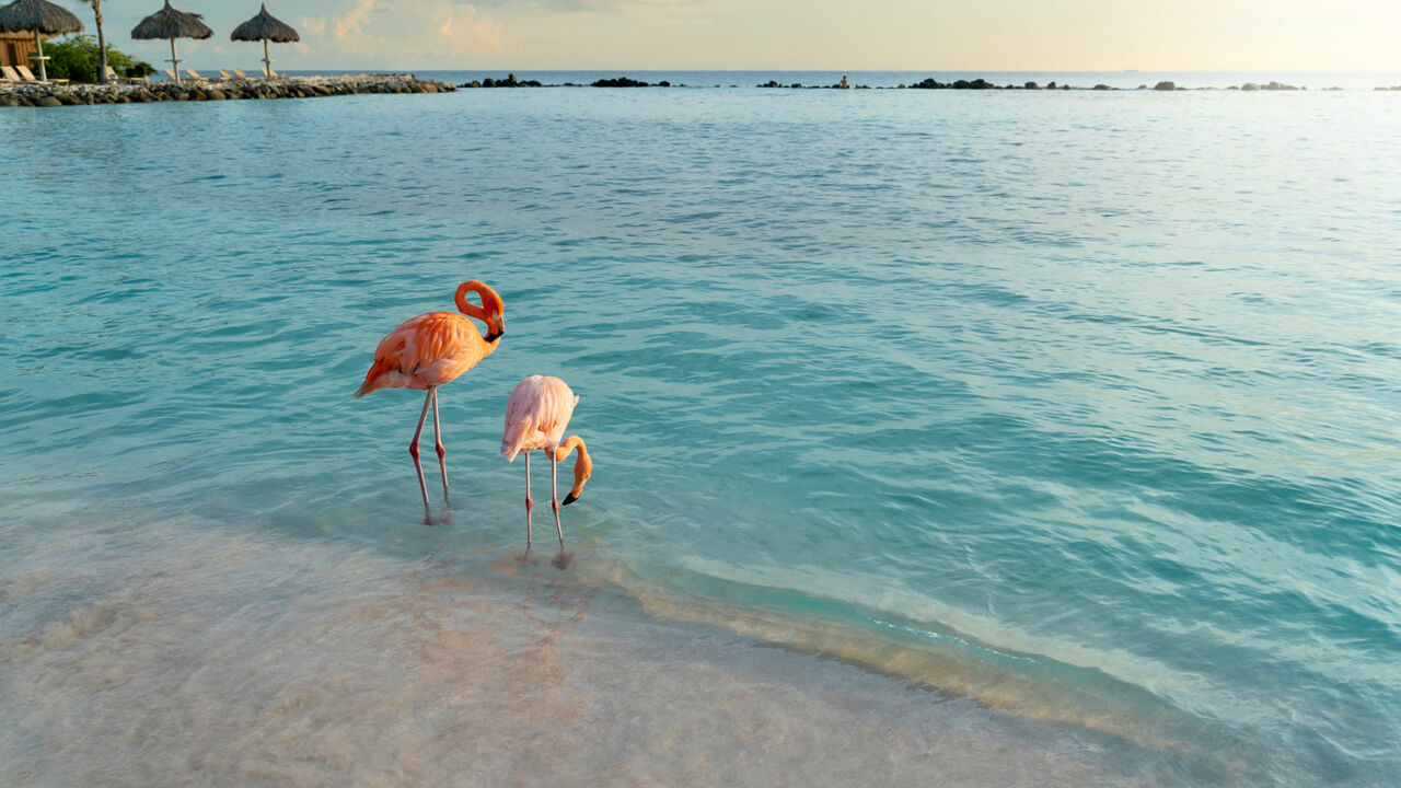Flamingos auf der Karibikinsel Aruba