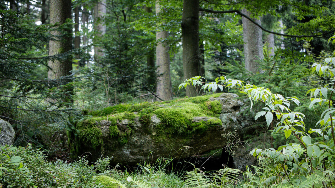 Die grünen Wälder der Mühlviertels in Oberösterreich