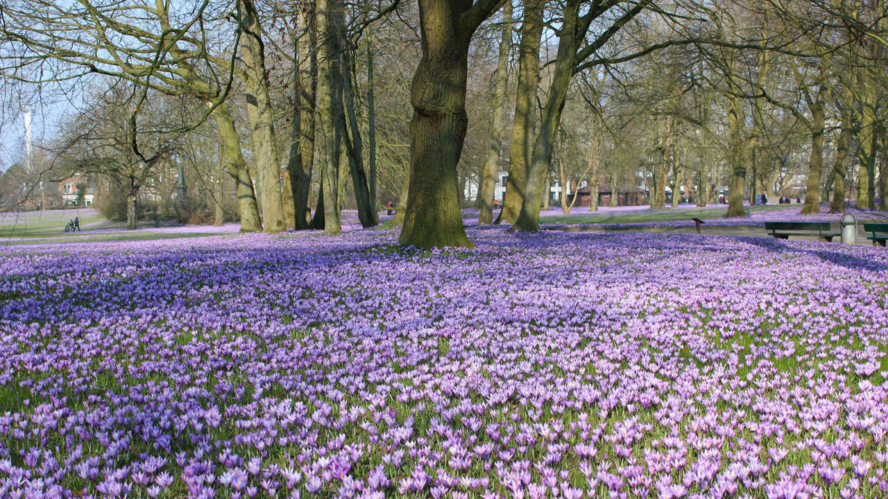 Millionen Krokusse blühen im Schlosspark von Husum