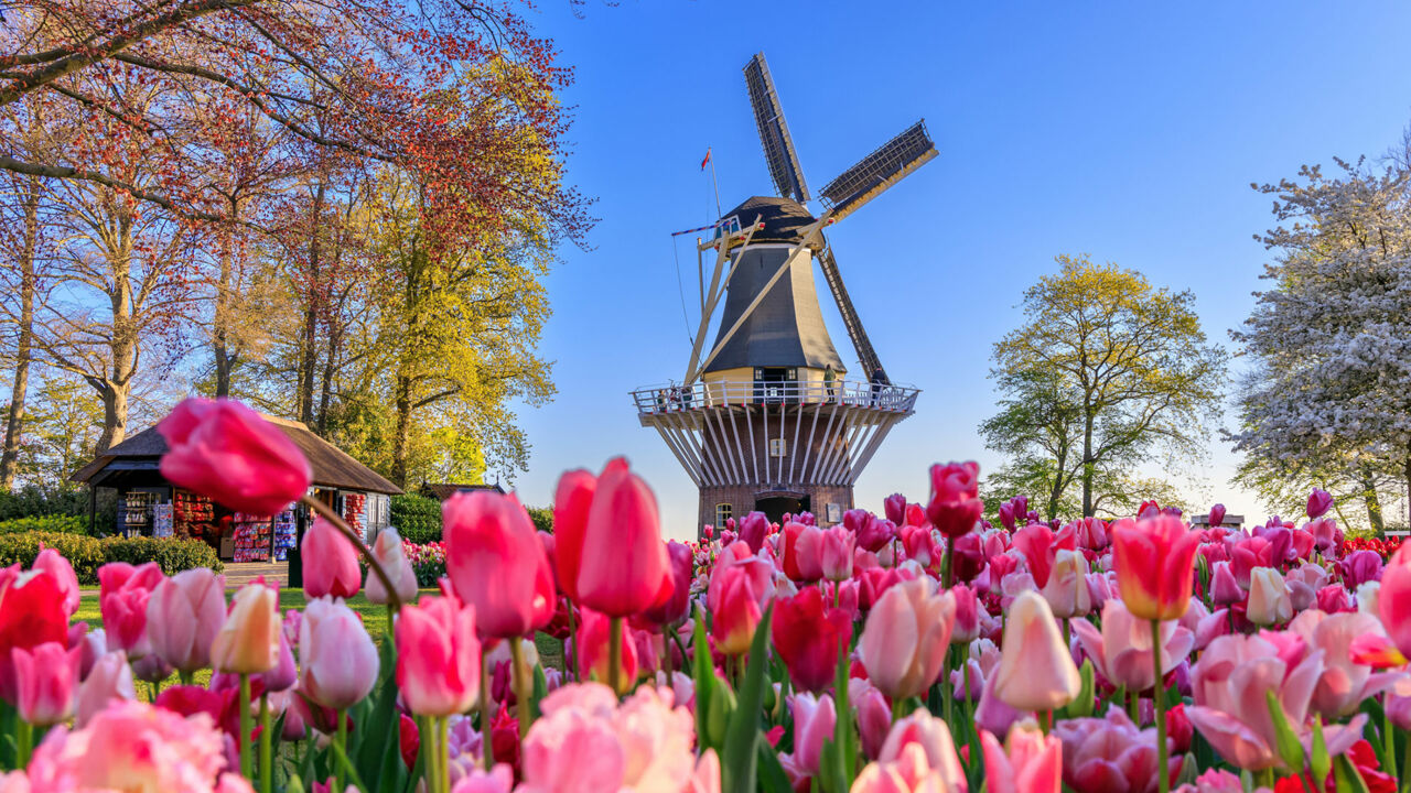 Tulpenblüte in Holland, Windmühle, Keukenhof in Lisse