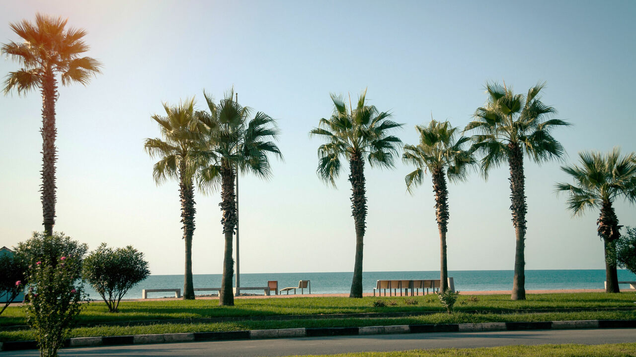 Die Promenade von Batumi ist von Palmen umsäumt. 