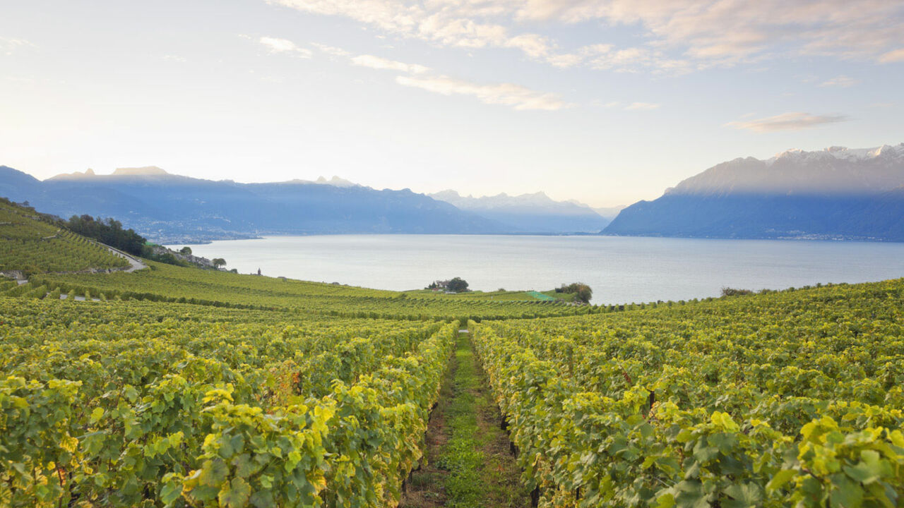 Weinberge im Weinbaugebiet Lavaux, Genfersee