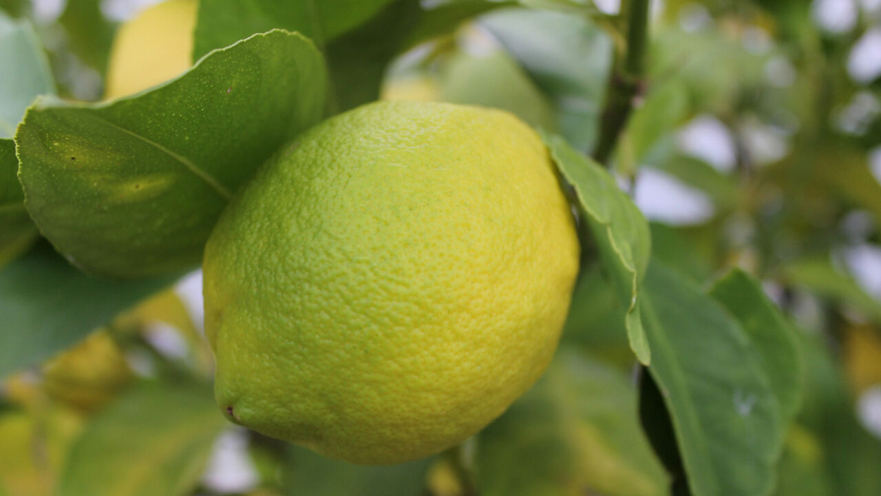 Eine typische Menton-Zitrone in den Gärten von Menton