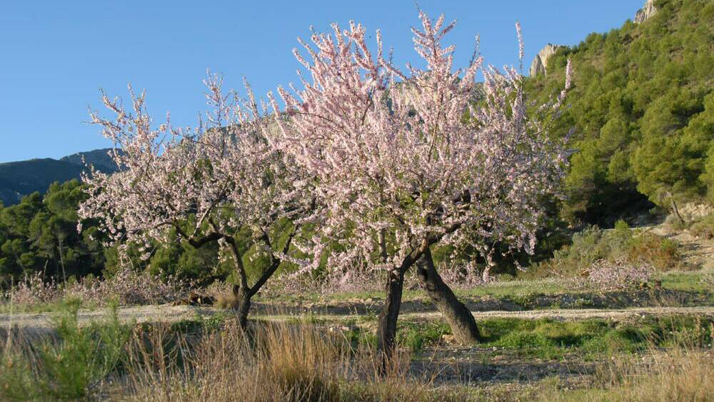 Blühende Mandelbäume auf Mallorca