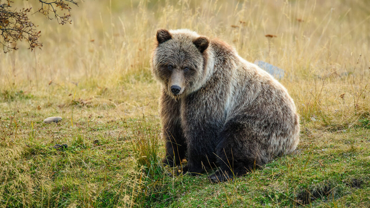 Grizzlybär in Kanada