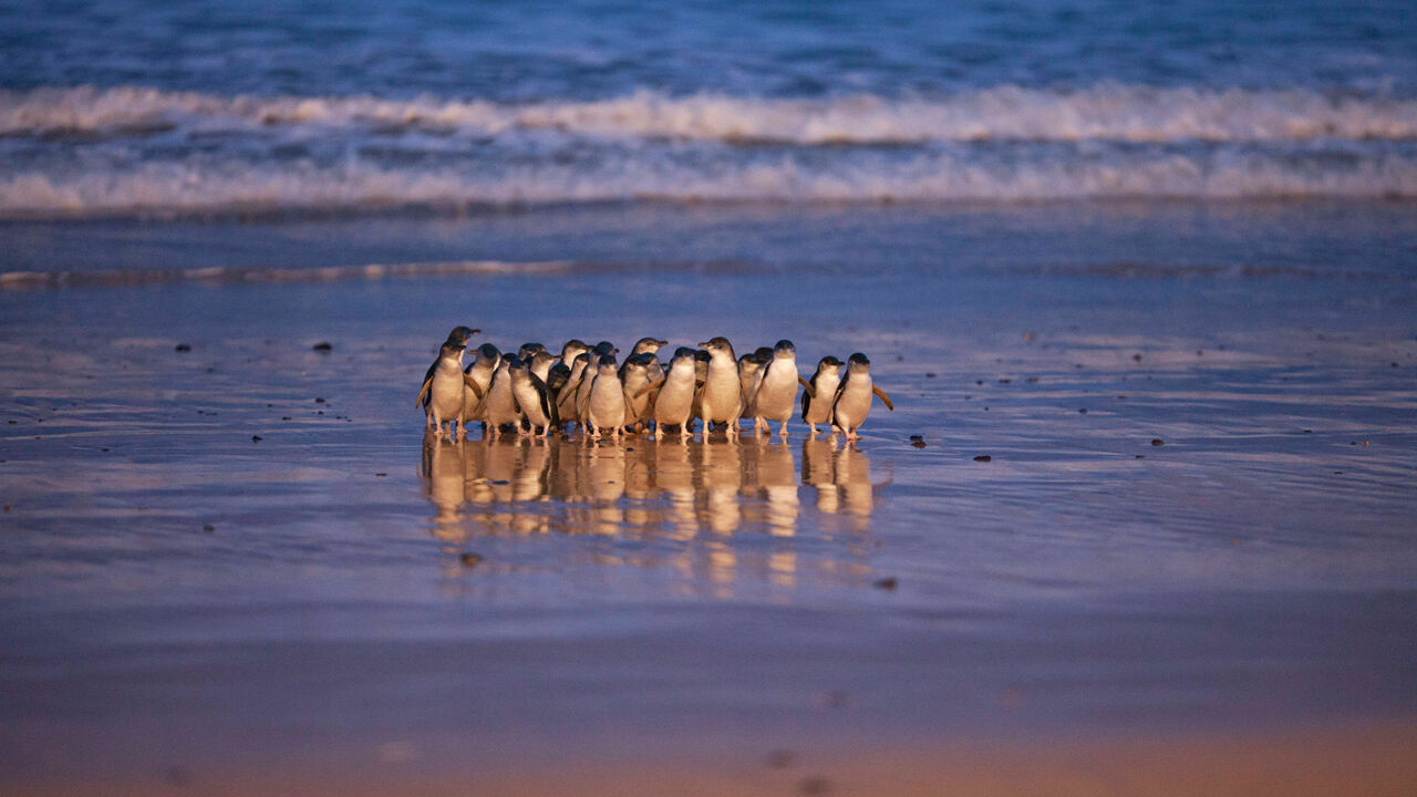 Phillip Island, Pinguine kehren aus dem Meer zurück
