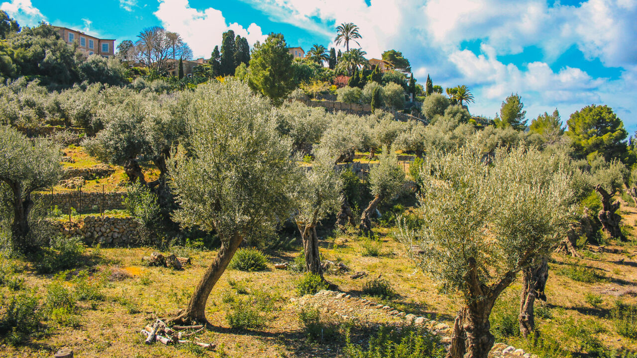 Olivenhaine beim Dorf Deià, Mallorca