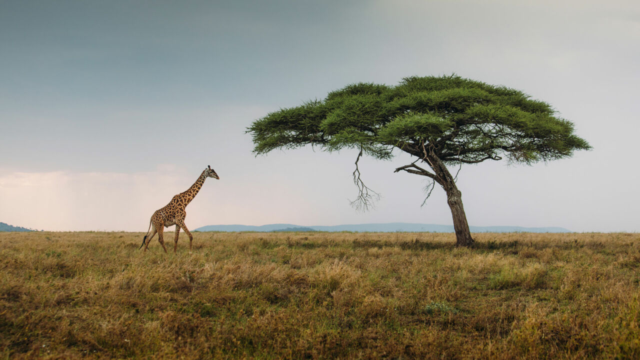Giraffe im Serengeti-Nationalpark, Savanne in Tansania