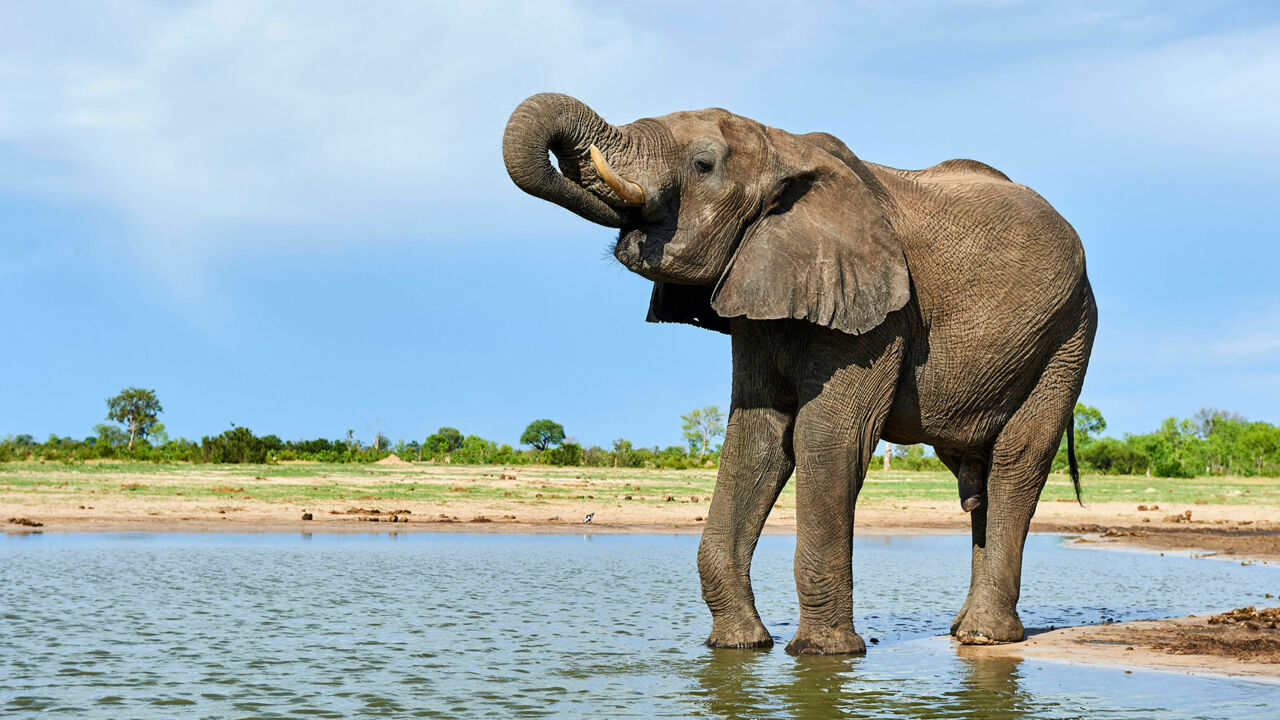 Elefant trinkt aus Wasserloch im Hwange-Nationalpark (Simbabwe)