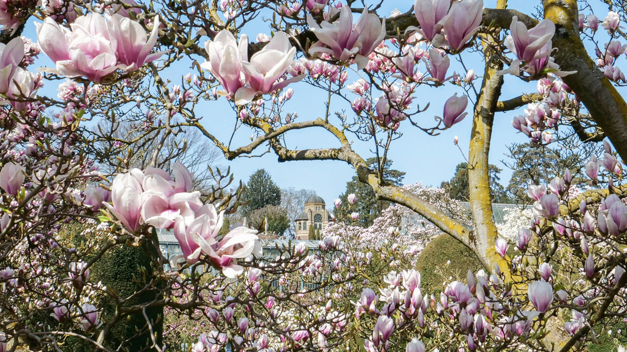 Magnolienblüte in der Stuttgarter Wilhelma