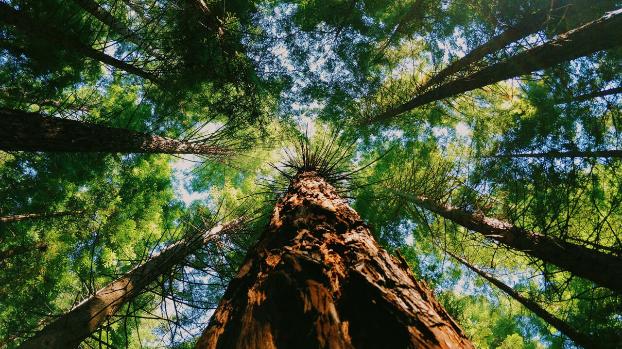 Kalifornien Redwoods