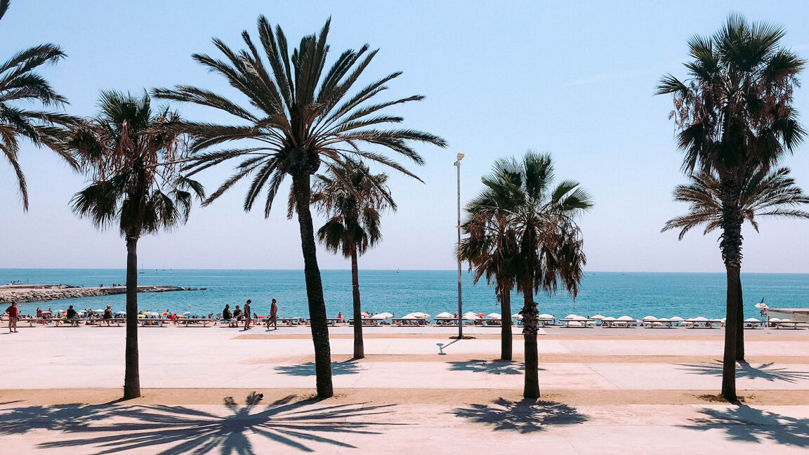 Palmen am Stadtstrand Barceloneta