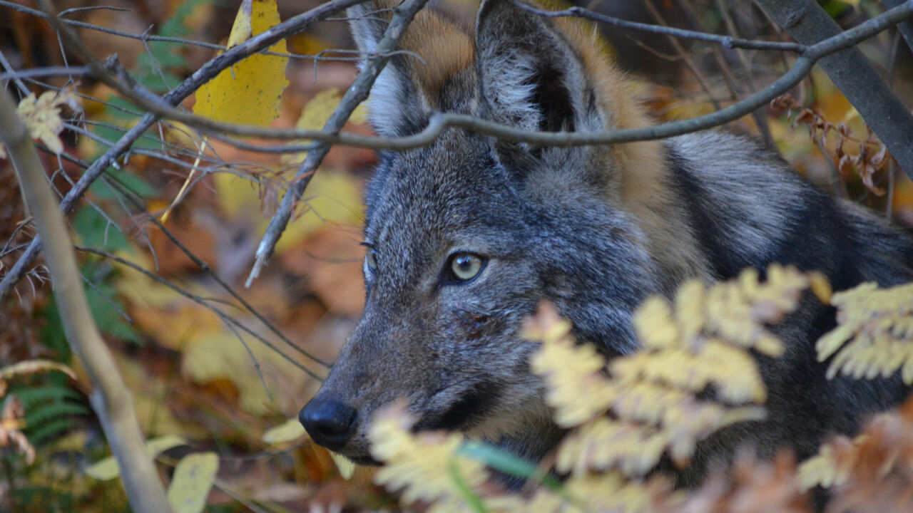 Nahaufnahme Wolf in Kanada