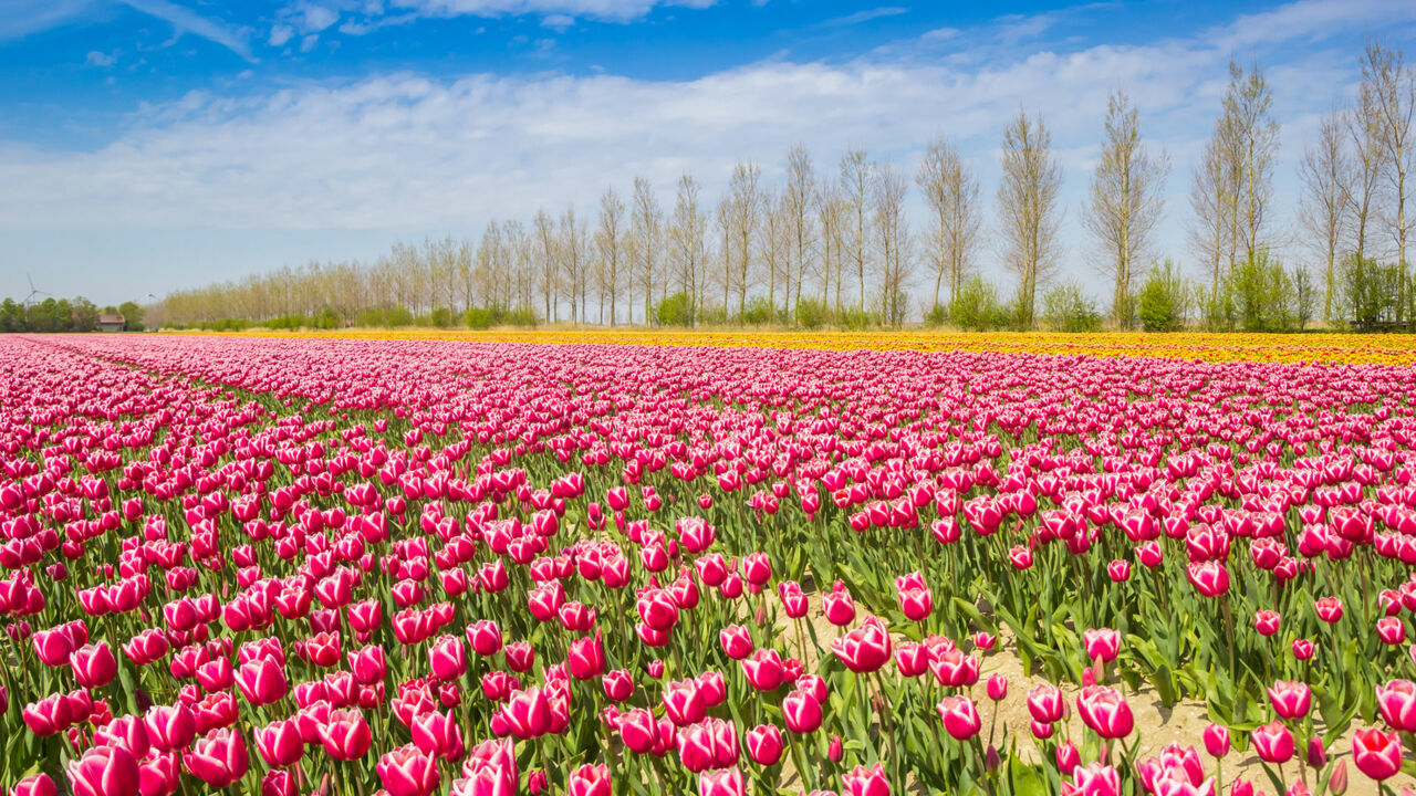 Tulpenblüte in Noordoostpolder, Flevoland, Niederlande
