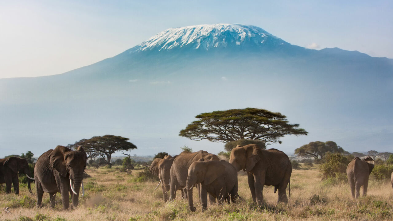 Kilimandscharo und Elefanten, Tansania